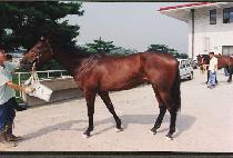 ������ (JIRETTAE) ����