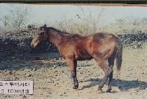 �ػ� (HAESA) ����