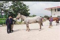 ���� (PAEKCHA) ����