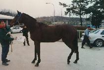 �ش�� (HAEDAMSOL) ����