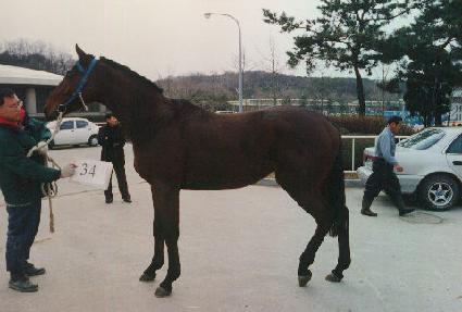 �ش�� ����