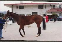 ��õ���� (KOCH��EON ILJU) ����