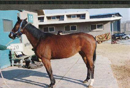 ������ ����