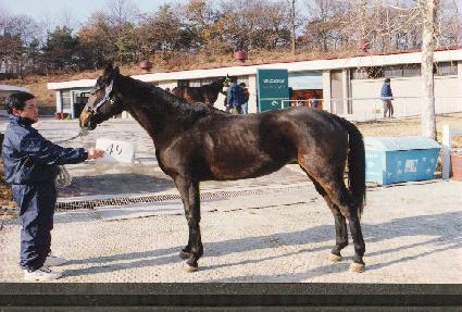 ���缺 ����