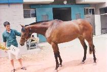 õ����ǰ (CH��EONHA ILP��UM) ����