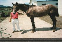 �Ѷ���� (HALLADAEJE) ����