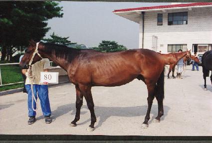 ����뱳 ����