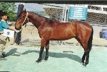 ���˽º� (CHIN-GEOMSEUNGBU) ����