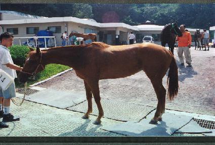 ��� ����