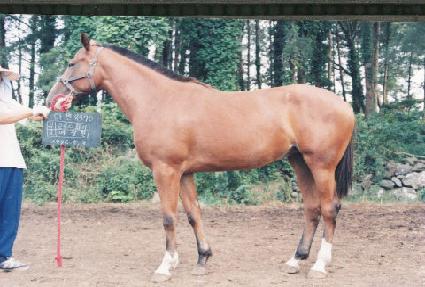 ������ ����