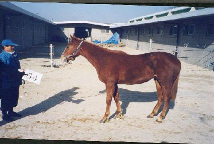 ������ ����