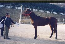 �������� (CHANCE CHANCE) ����