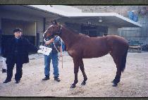 ��ȭ (P��YEONGHWA) ����