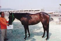 �ڴ� (CHADANG) ����