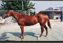 ���� (PEOLMAL) ����