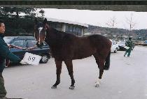 �ü��� (NEULSEONCH��AK) ����