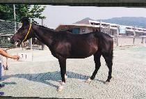 ����ʽ� (HEUKPEONP��ILSEUNG) ����