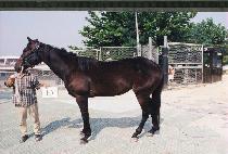 û���� (CH��EONGNOKP��A) ����