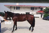 ��ħ�� (PULCH��IMBEON) ����