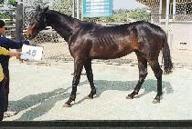 �޸�ȥ (TALMAHON) ����