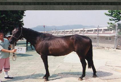 ������ ����