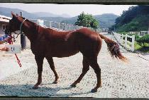 ������ (KYOCH��ARO) ����