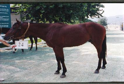 �������� ����