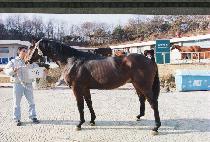 ������ (PEONGGEURI) ����