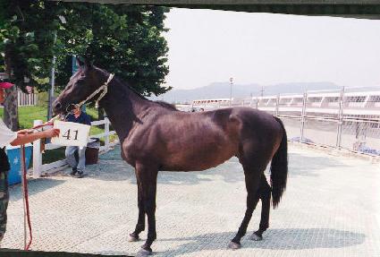 ���ѽ¸� ����