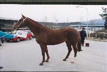 ����Ǿ� (GOLDEN FIER) ����