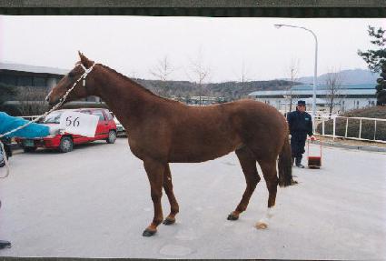 ����Ǿ� ����