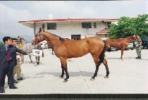 Ǫ������ (P��UREUN-GANGSAN) ����