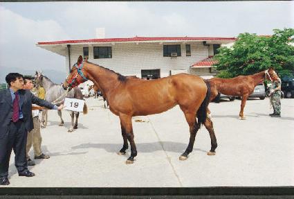 Ǫ������ ����