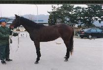 �������̵� (WIN WIN LADY) ����