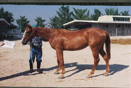 �չ߻� ����