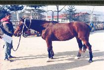 ���� (MUYU) ����