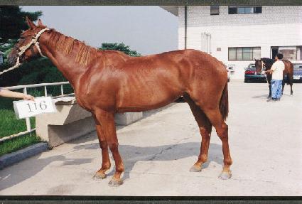 �����¾� ����