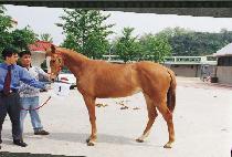 �ҽ� (PULSHIM) ����