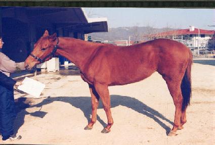 ��� ����