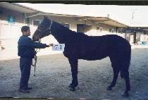 �������� (PEOKCH��AN KAMDONG) ����