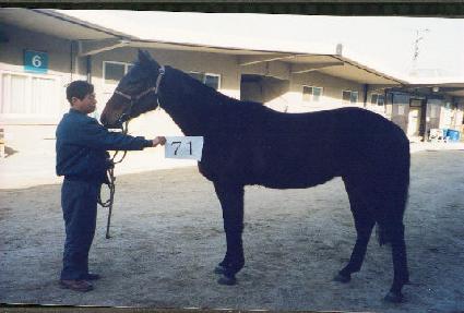 �������� ����