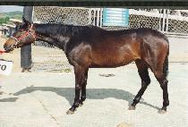 �η��� (TURYUSAN) ����