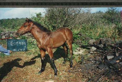 �������츮�ڸ� ����