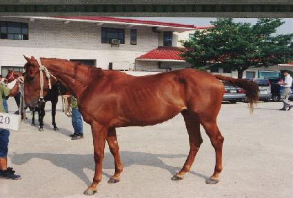 ������ ����