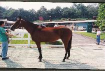 ���ѱ˵� (MUHAN-GWEDO) ����