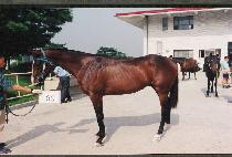 ������ (CHIRISAN) ����