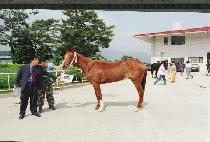 ����ħ (SAEACH��IM) ����