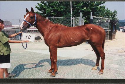 ������ ����