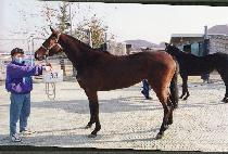 �ɷ¹��� (NEUNGYEOK PALHWI) ����