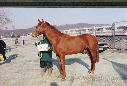 �̱�� ����